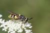 Stratiomys potamida